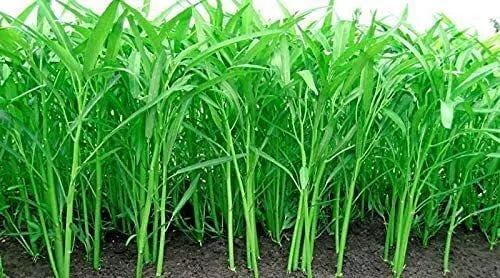 Ong Choy Seeds 250 Count Water Spinach Ipomoea aquatica for Gardening and Cooking