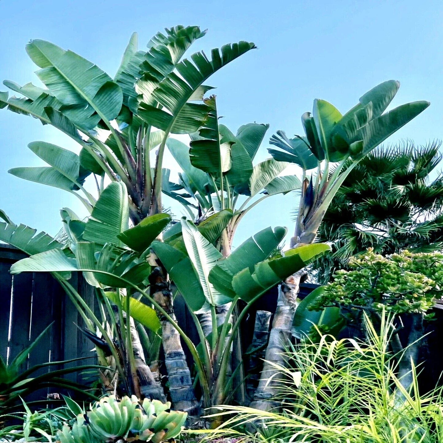 Giant White Bird of Paradise Seeds - Strelitzia nicolai for Garden & Landscape