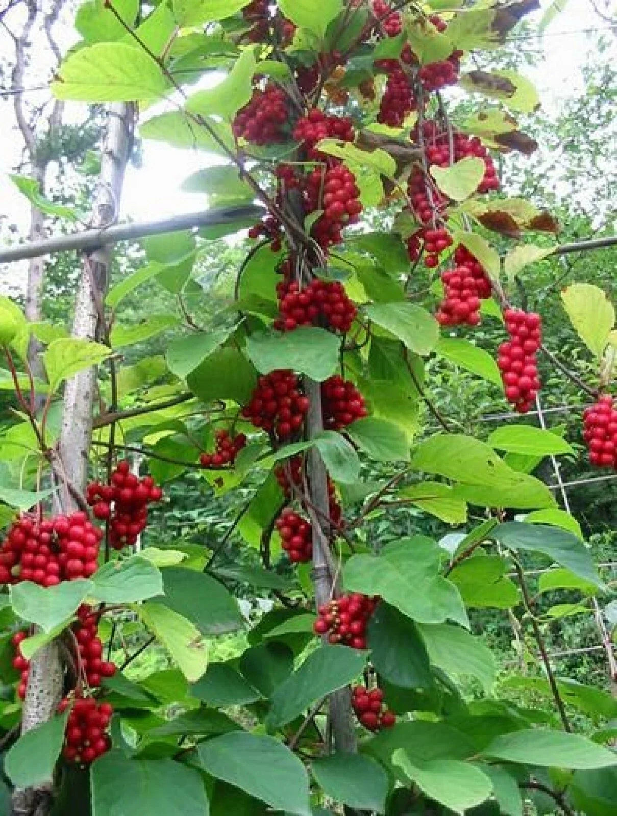 Magnolia Vine Seeds - Organic Schisandra sphenanthera Climbing Vine, 10 Pack, Fragrant Flowers, Pollinator Attractant, Free U.S. Shipping