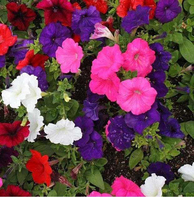Petunia Seeds Dwarf Mix Multi-Color - 2000 Compact Flower Seeds for Containers & Gardens