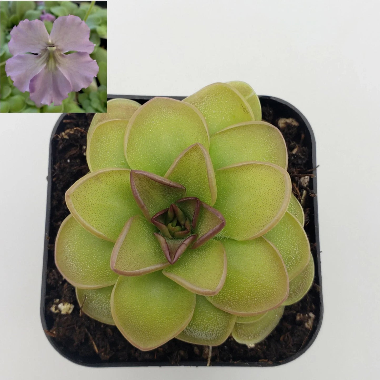 Pinguicula 'Hanka' Butterworts Carnivorous Plant 2-inch Pot Indoor Terrarium Green Plant