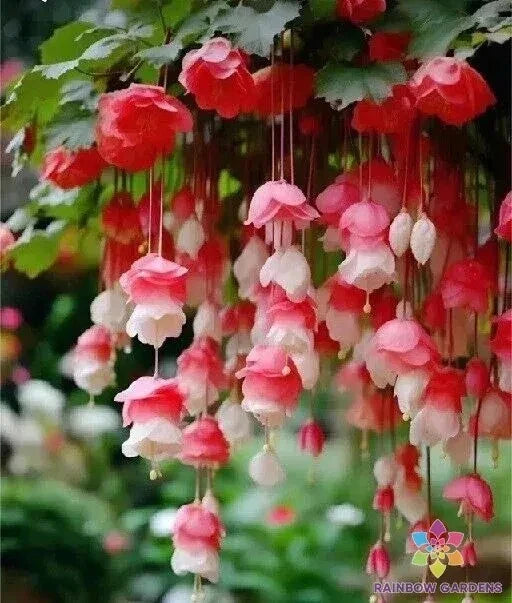Weeping Begonia Seeds - 25 Red & White Varieties for Garden Planting - Trailing, Cascading Growth - Begonia pendula