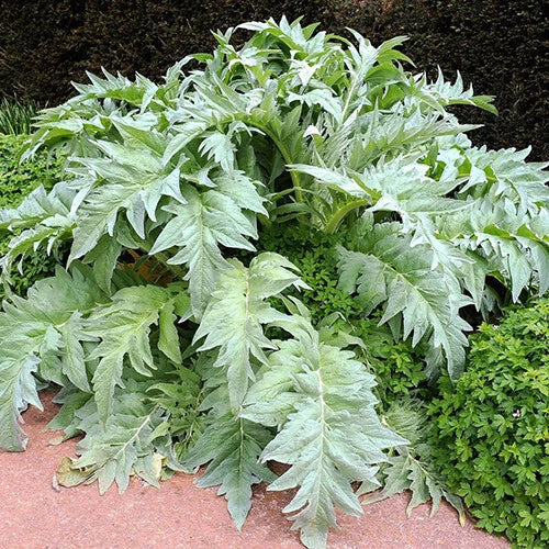 Bianco Avorio White Cardoon Seeds | Heirloom Non-GMO Cynara cardunculus Vegetable & Ornamental Seed Pack