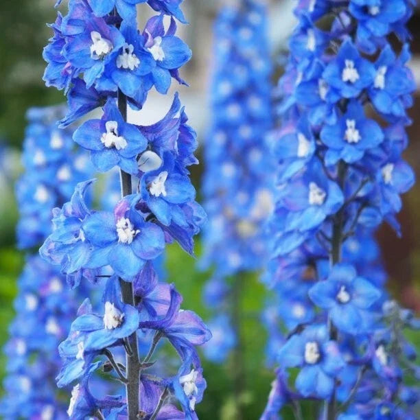 Blue Bird Delphinium Seeds - Perennial Garden Flower - Delphinium elatum - Blue Blooms for Borders & Cut Flowers