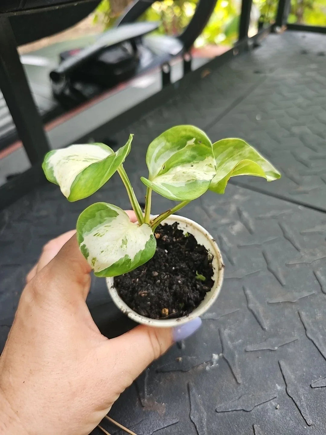 Manjula Pothos Plant 2.5" Pot - Variegated Fully Rooted Epipremnum aureum
