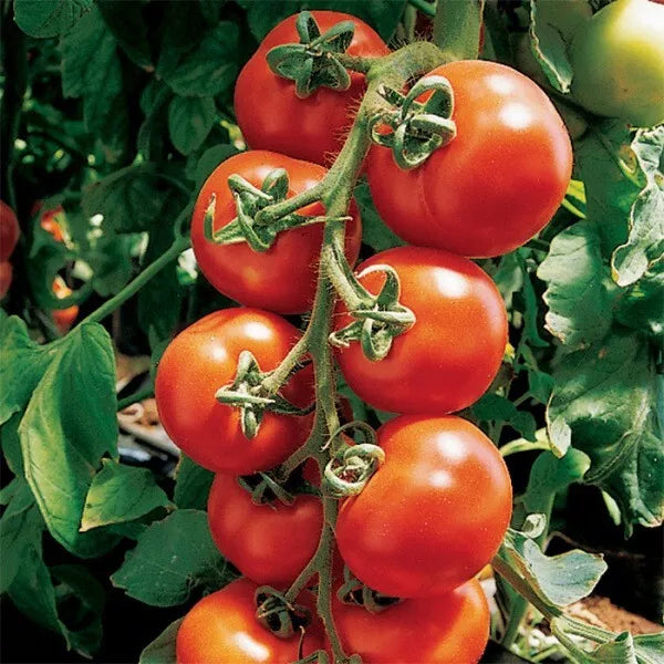Sugar Bomb Cherry Tomato Seeds - 30+ Heirloom Organic Non-GMO Seeds for Home Gardening