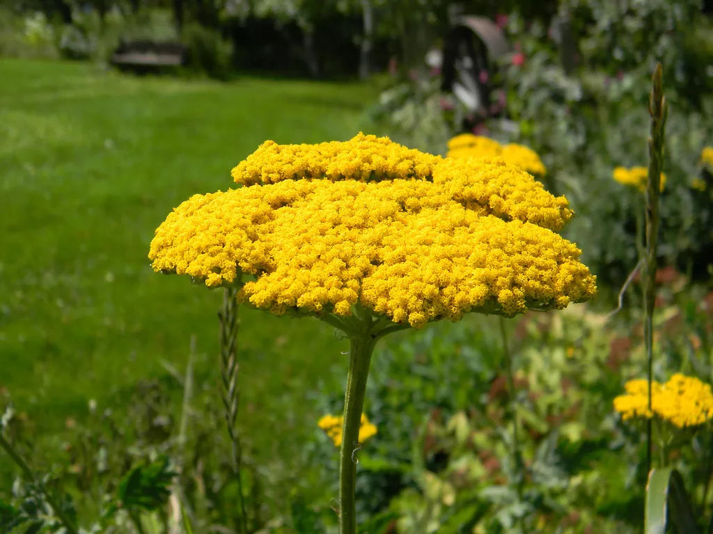Yarrow Seeds - 690 Perennial Yellow Flower Seeds - Achillea millefolium 'Gold' Bulk Pack