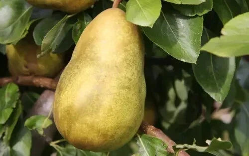 Gorham Pear Seeds - 25+ Pyrus communis Fruit Tree Seeds for Garden Planting, Non-GMO, USA Origin