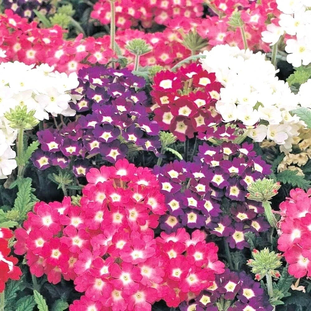Verbena Seeds Mix for Groundcover, Baskets & Containers - 200+ Verbena spp. Flower Seeds