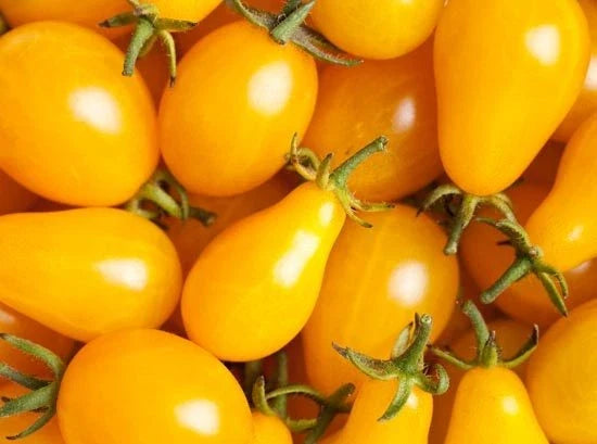 Yellow Plum Tomato Seeds - 15 Count Pack, Solanum lycopersicum, Compact, Flavorful, Organic, for Salads & Preserves