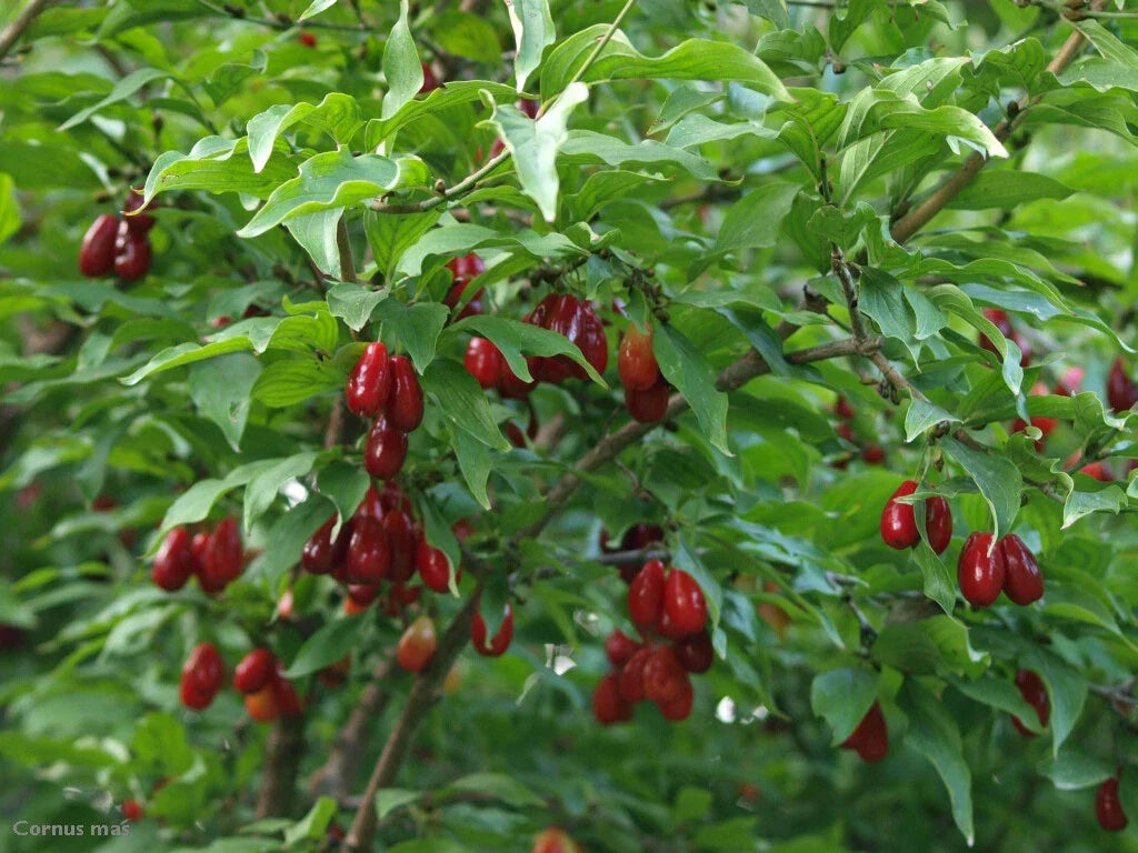 Cornelian Cherry Dogwood Tree Seeds - Edible Fruit, Hardy, Showy Yellow Flowers, Cornus mas