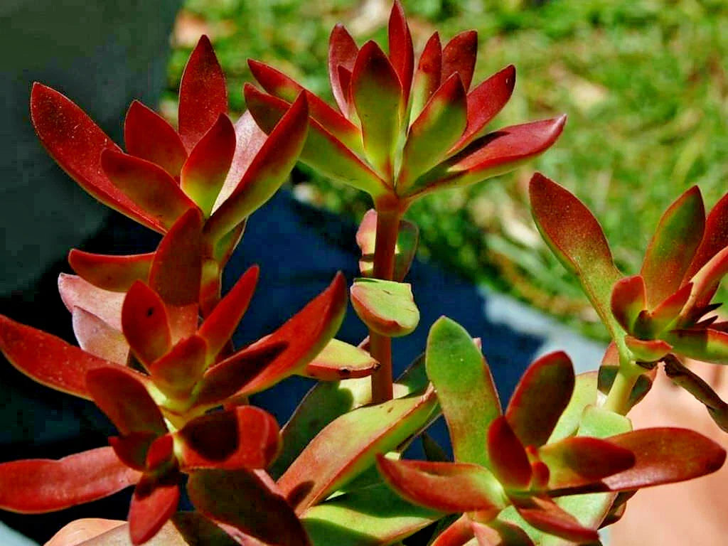 Crassula Platythylla Burgundy 3 Pack - 2" Diameter Unrooted Succulent Cuttings