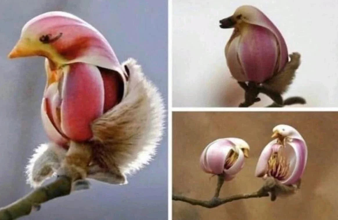 Yulan Magnolia Tree Seeds - Pink Spring Blooms - Magnolia denudata - Garden Planting Kit