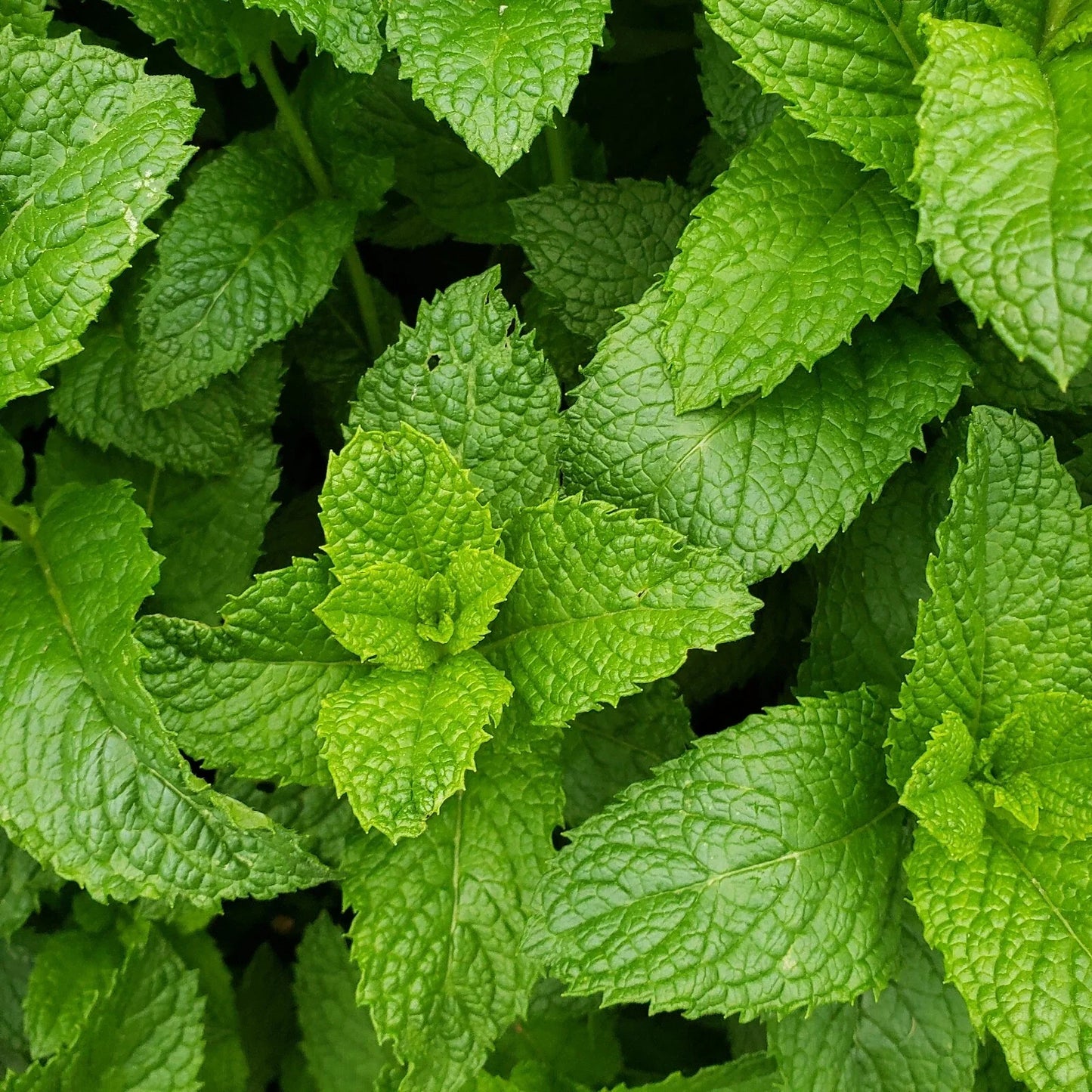 Live Peppermint Plants - Bare Root Mentha piperita Aromatic Herb for Cooking & Tea, Edible Culinary Herb