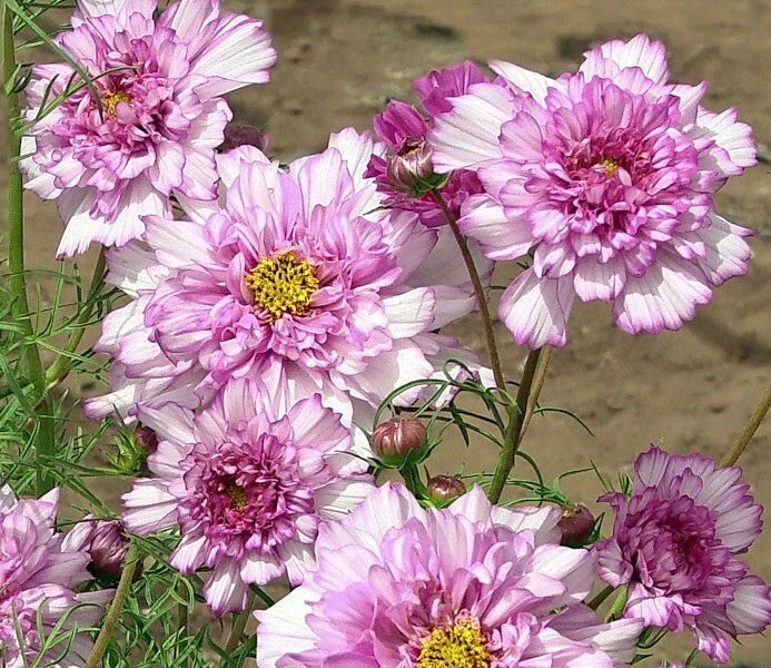 Double Click Rose Bon Bon Cosmos Seeds - 200+ Pack, Colorful Garden Flowers, Cosmos bipinnatus, Annual, Pink White Rose