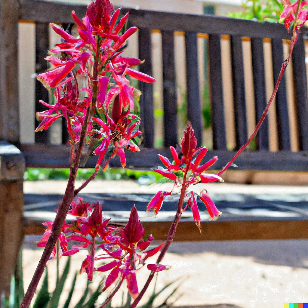 Red Yucca Seeds - Hesperaloe parviflora, Drought-Tolerant, Butterfly & Hummingbird Attracting, 20+ Seeds