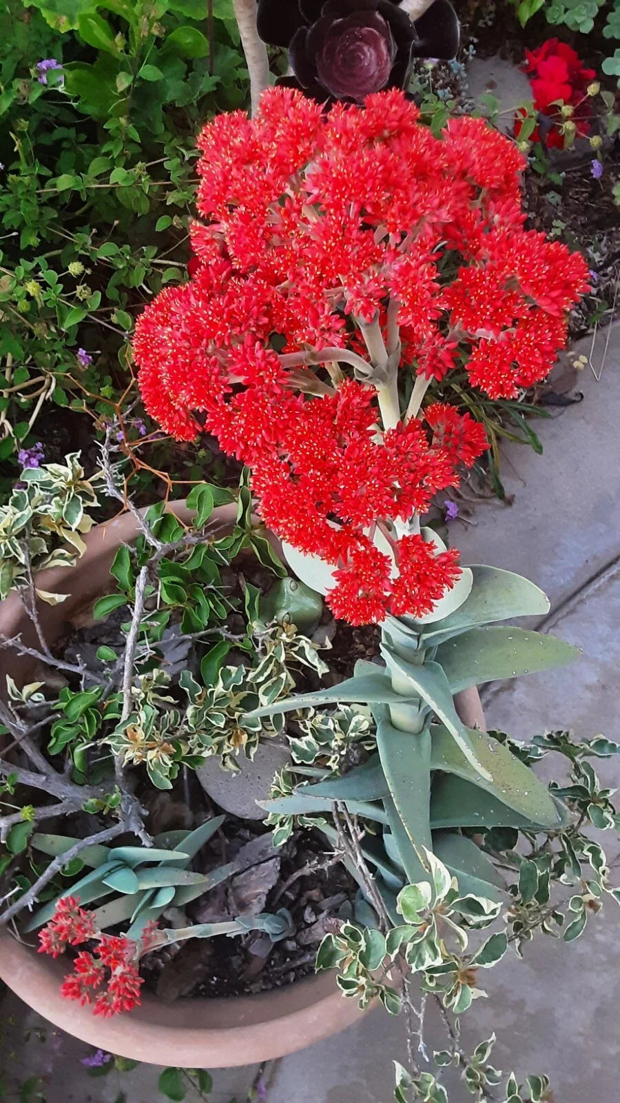 Crassula Falcata Propeller Plant Succulent – Healthy Rooted Live Plant, 6-10 Inches, Drought-Tolerant, Indoor & Outdoor Garden