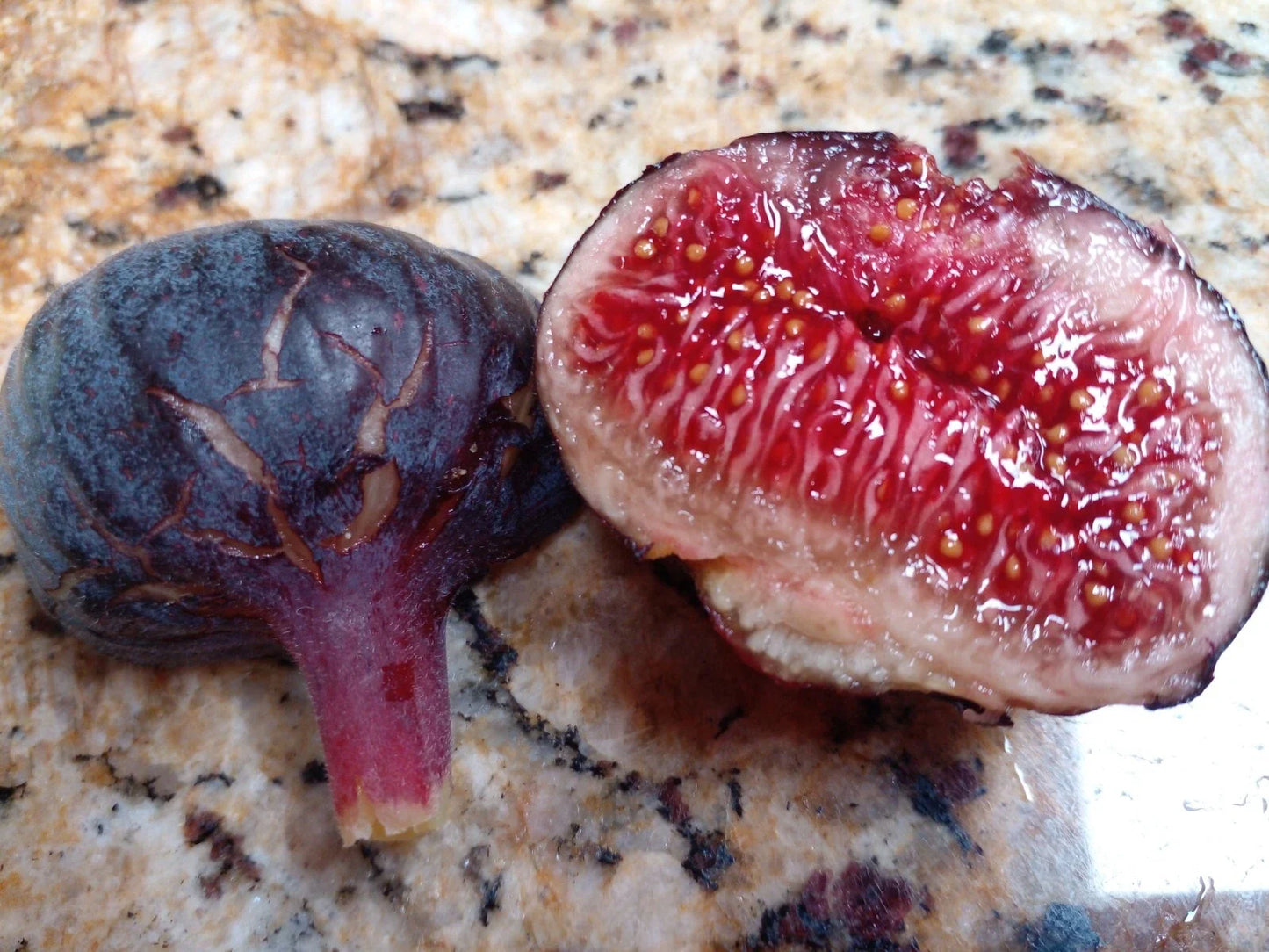 Cherry Cordial Fig Cuttings - 2 Premium Ficus carica 'Cherry Cordial' for Garden or Patio Growth