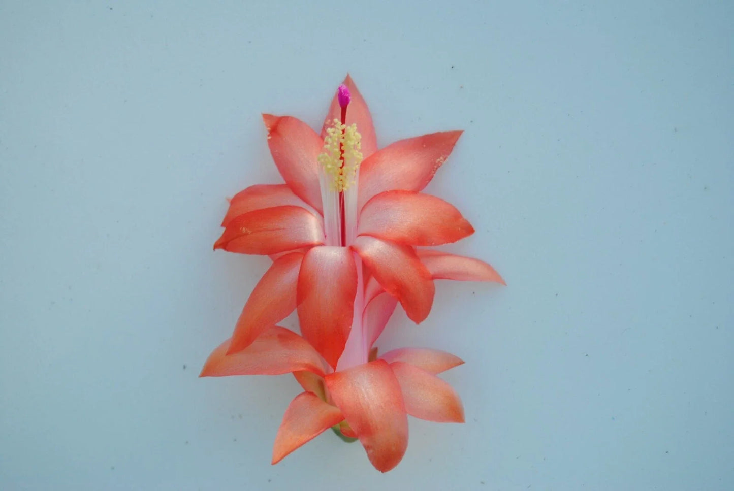 Christmas Cactus Starter Plant - Schlumbergera Truncata - Well-Rooted Small Plant for Indoor Decor and Holiday Blooms