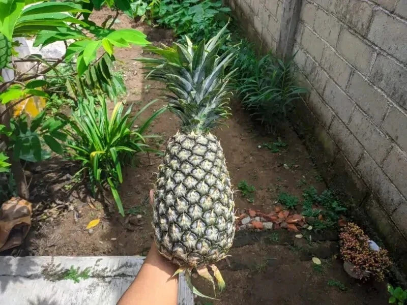 Panare Pineapple Seeds - Ananas comosus, 15+ Pack for Garden Planting, Tropical Fruit, Non-GMO, Easy to Grow, USA