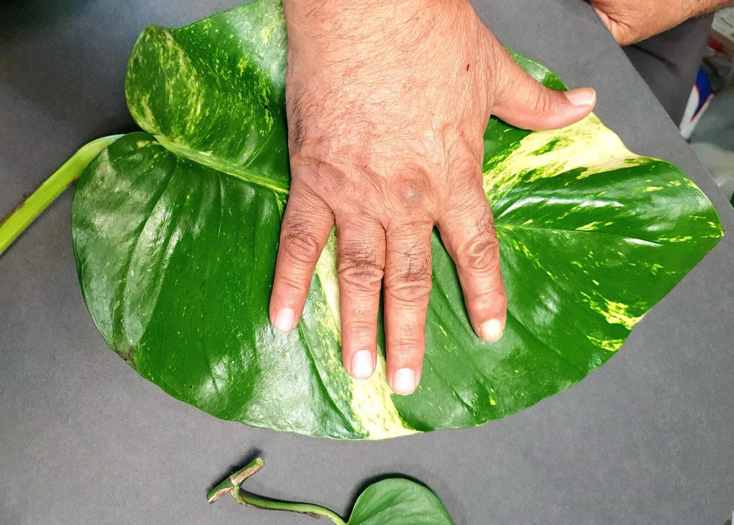 Hawaiian Pothos Cuttings Set - 2 Large Leaves & 5 Rooted Cuttings, Epipremnum aureum Indoor Plant