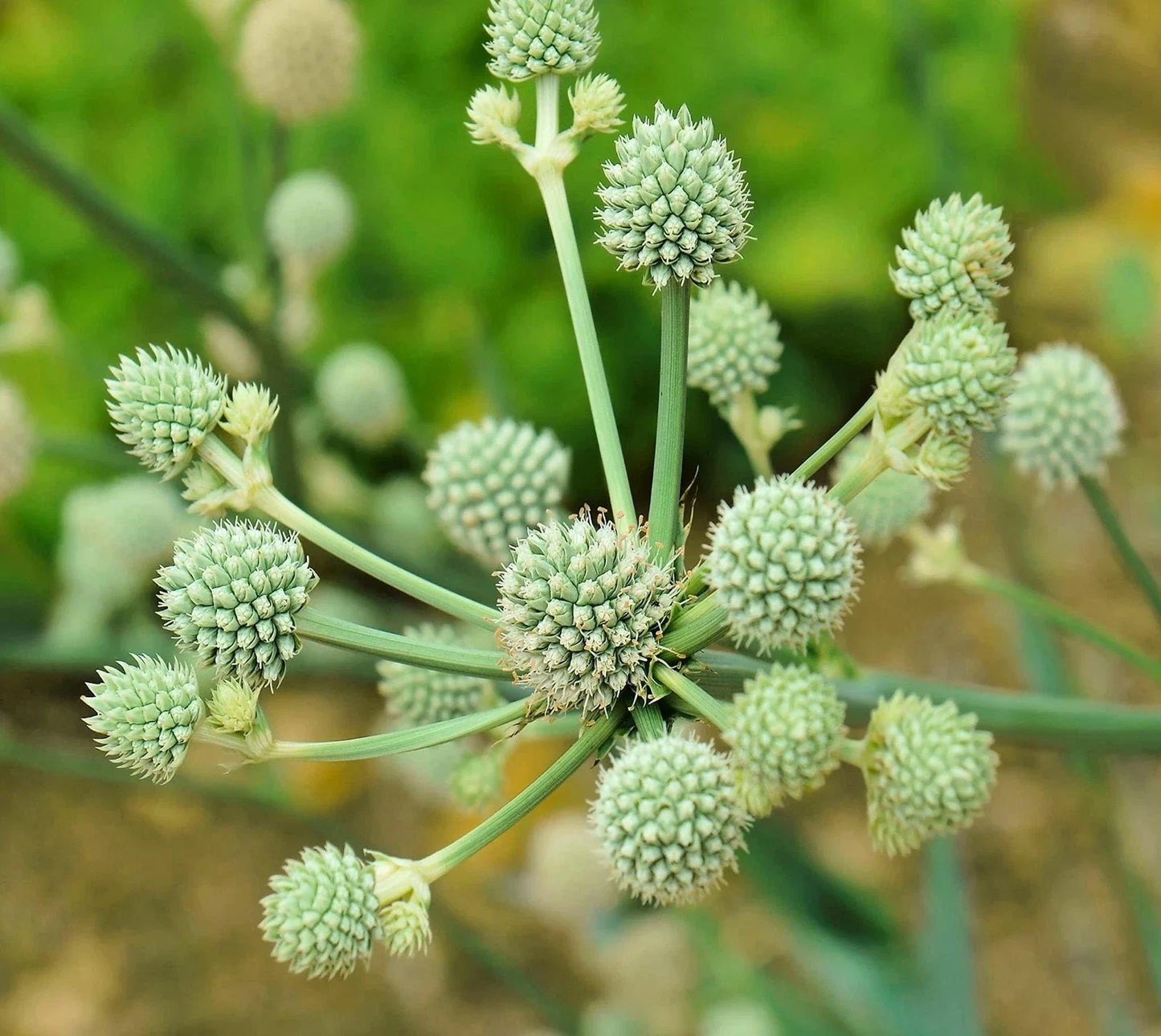 Rattlesnake Master Seeds 100+ | Eryngium yuccifolium Hardy Perennial Herbaceous Plant for Pollinators