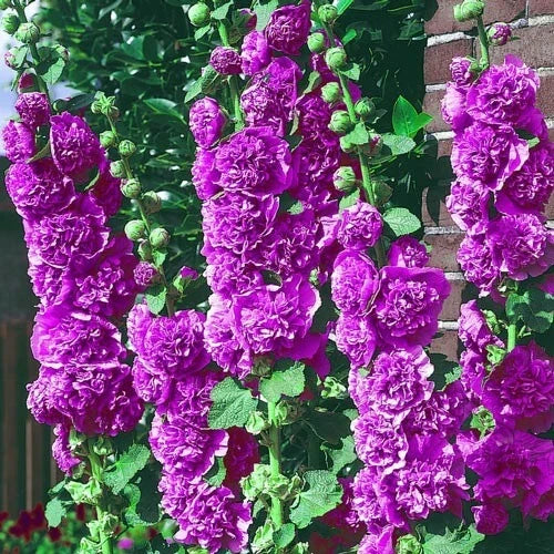 Double Violet Hollyhock Seeds - Perennial Flower Seeds for Borders & Gardens - Alcea rosea, 25 Seeds