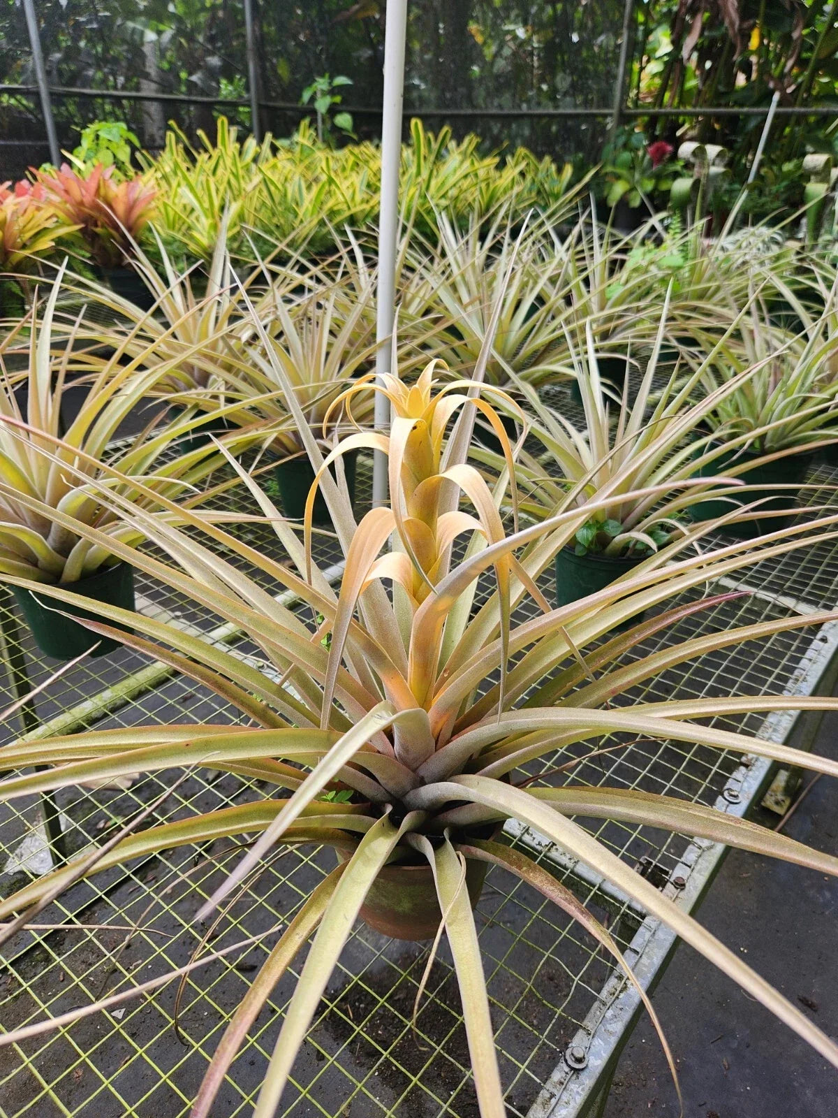 Tillandsia Capitata Yellow Air Plant – Live Indoor Plant, Tropical Greenery, Easy Care, Decorative Home Decor, Epiphytic Bromeliad