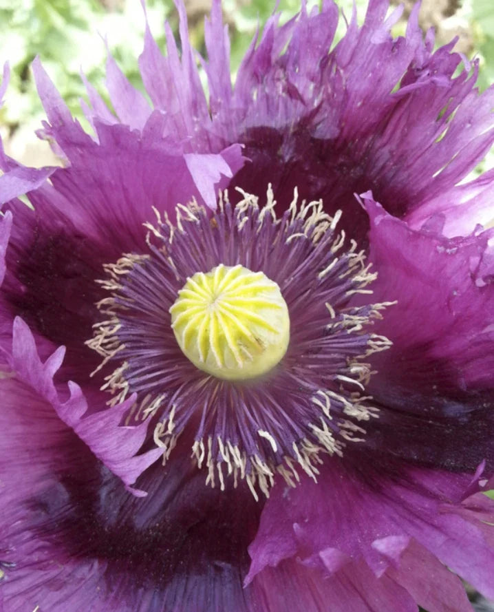 Breadseed Poppies Seeds - Organic JIMI'S PURPLE HAZE - 500 Seeds with Purple Pods - Papaver somniferum