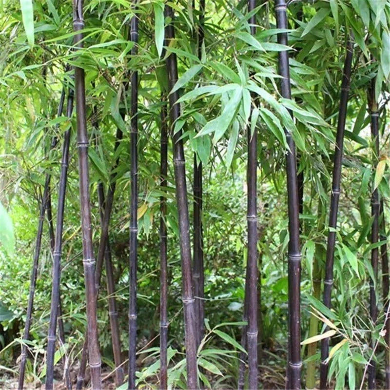 Black Bamboo Seeds - Phyllostachys nigra - Cold Resistant, Fast-Growing, Decorative Garden Plant, 52+ Seeds
