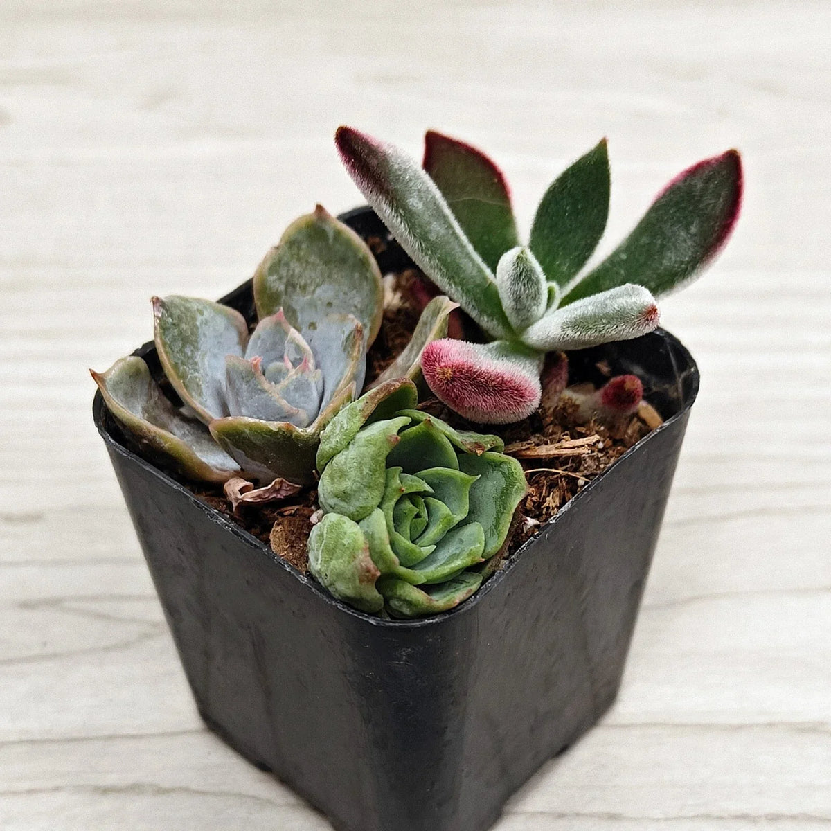 Succulent Live Plant Mix in 2" Pot - Multi Variety Succulents for Full Sun, Zone 10 Gardening