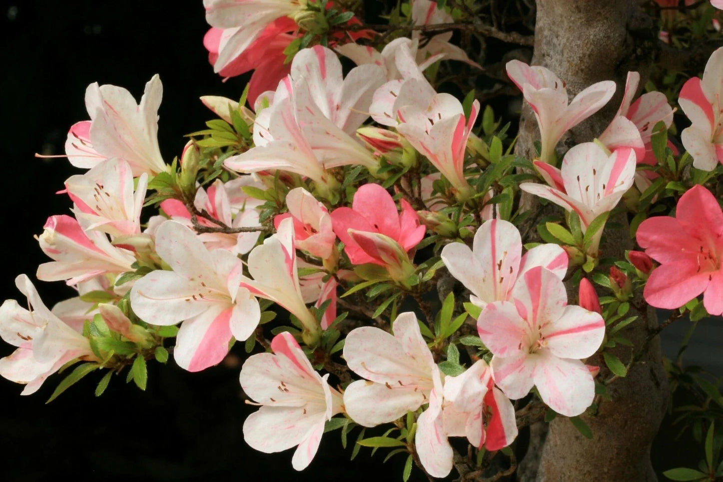 Azalea Starter Plant - Bi-Color Striped Blooms - Rhododendron deciduous - 4-inch pot