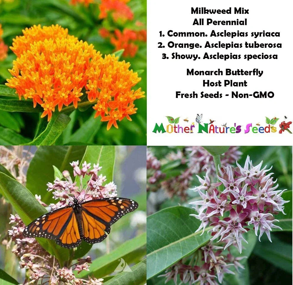 Perennial Milkweed Mix Seeds - Monarch Butterfly Host Plant - Non-GMO - 100 Seeds