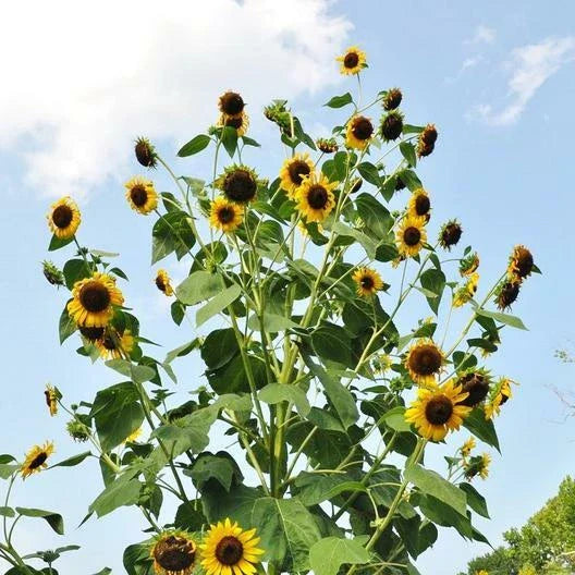 Sunflower Seeds SKYSCRAPER - 25 Pack Non-GMO Heirloom - Edible Large Yellow Flowers