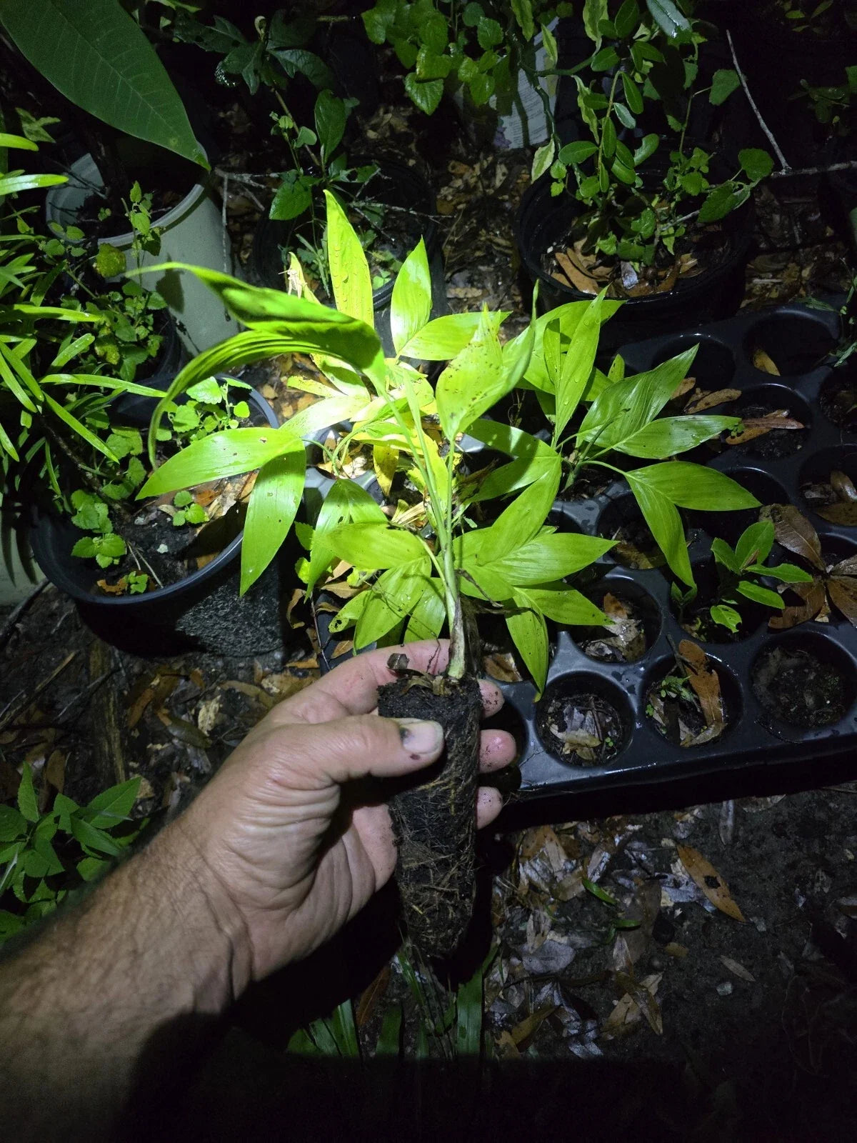 Chamaedorea seifrizii Seedling - Bamboo Palm Starts, Exotic Houseplant, Lush Green Foliage, Indoor or Outdoor, Easy Care