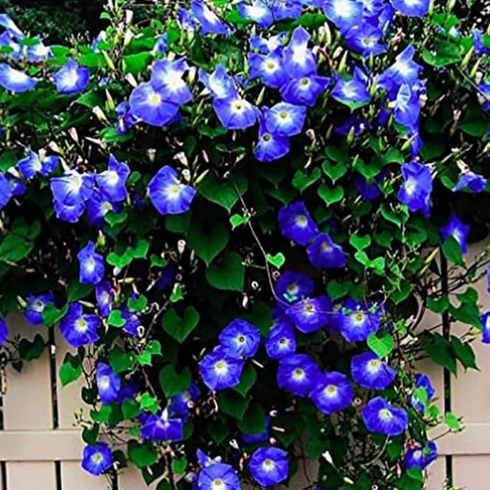 Morning Glory Seeds - 30+ Non-GMO Heirloom Clark's Heavenly Blue Ipomoea tricolor Climbing Vine