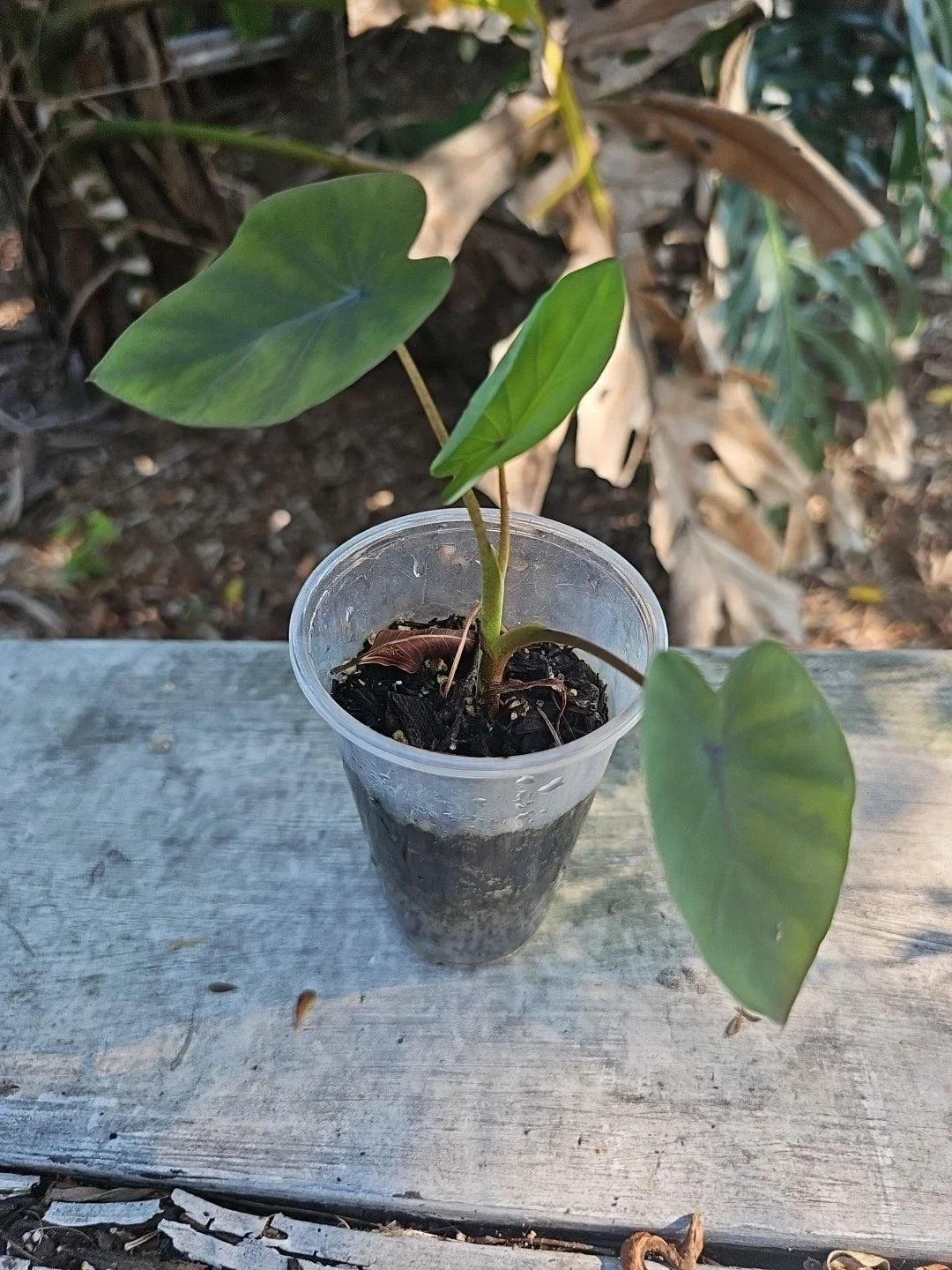 Elephant Ear Plant in 3" Pot - Colocasia esculenta Illustris Tropical Foliage for Indoor & Outdoor Decor