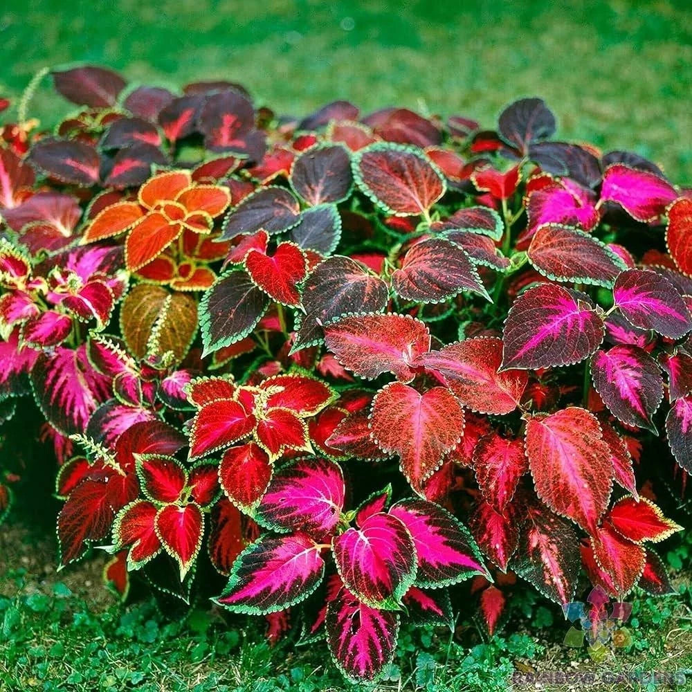 Coleus Seeds - 25+ Mixed Varieties for Garden, Indoor, Outdoor Planting - Solenostemon scutellarioides