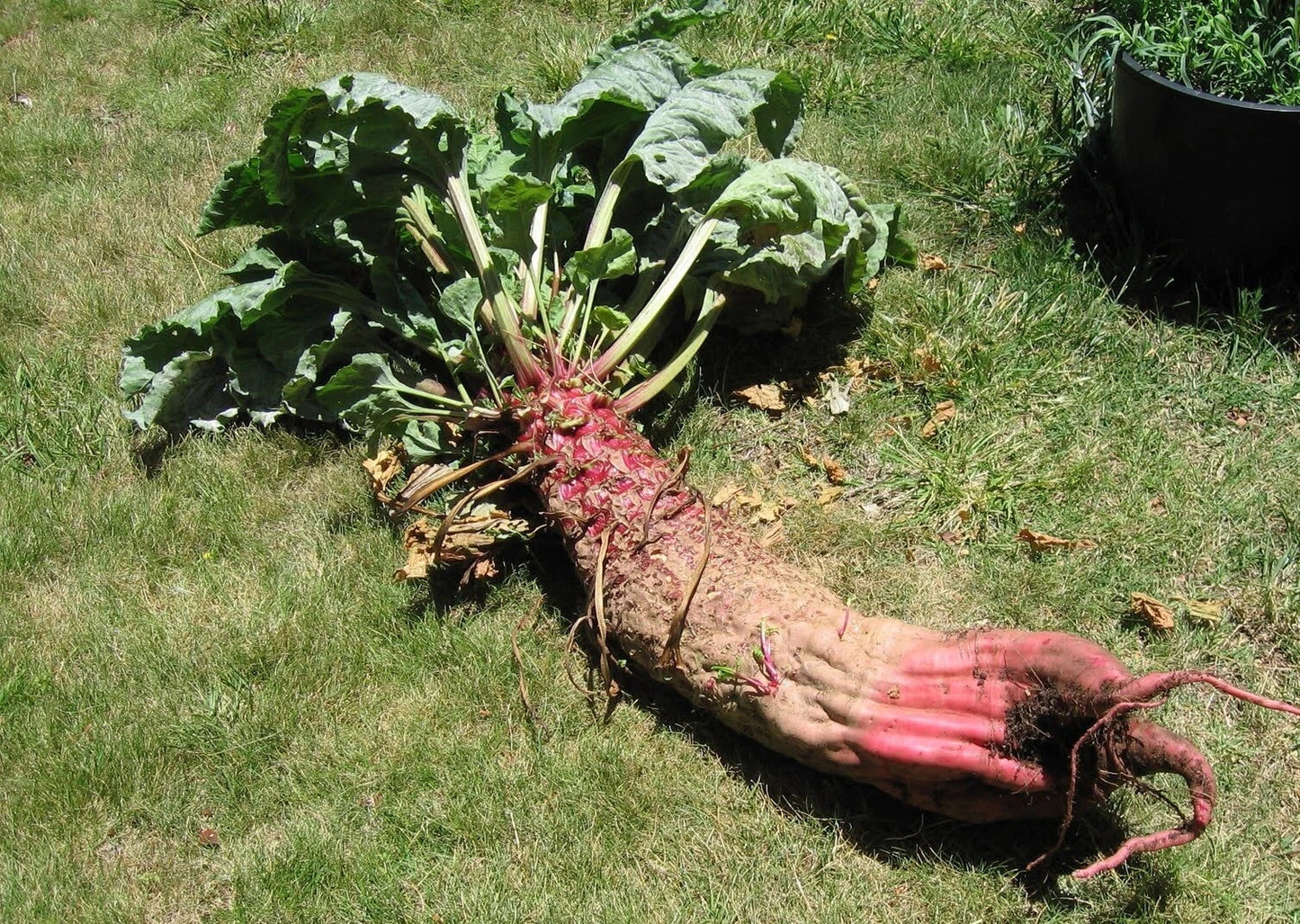 Mammoth Red Mangle Beet Seeds - Heirloom Non-GMO Beta vulgaris - Giant Beets Up to 25 Pounds - Pack of 25-3200 Seeds