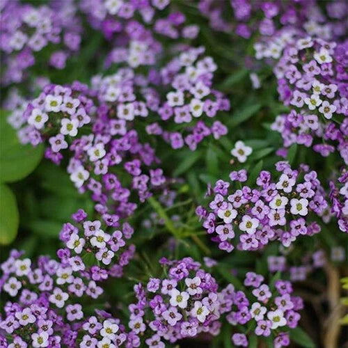 Purple Alyssum Seeds | Heirloom Violet Queen | Non-GMO Lobularia maritima Flower Seeds for Borders & Containers
