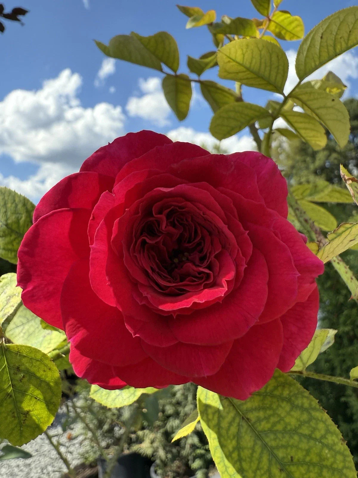 Fragrant English Climber Rose Cuttings - Ausmove Unrooted Shrub Rose Propagation for Gardens & Landscapes