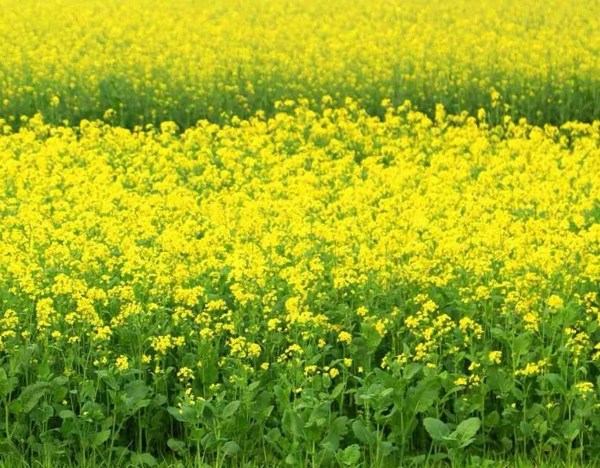Black Mustard Seeds 1000++ Non-GMO Heirloom Brassica Nigra Organic Plant Seeds
