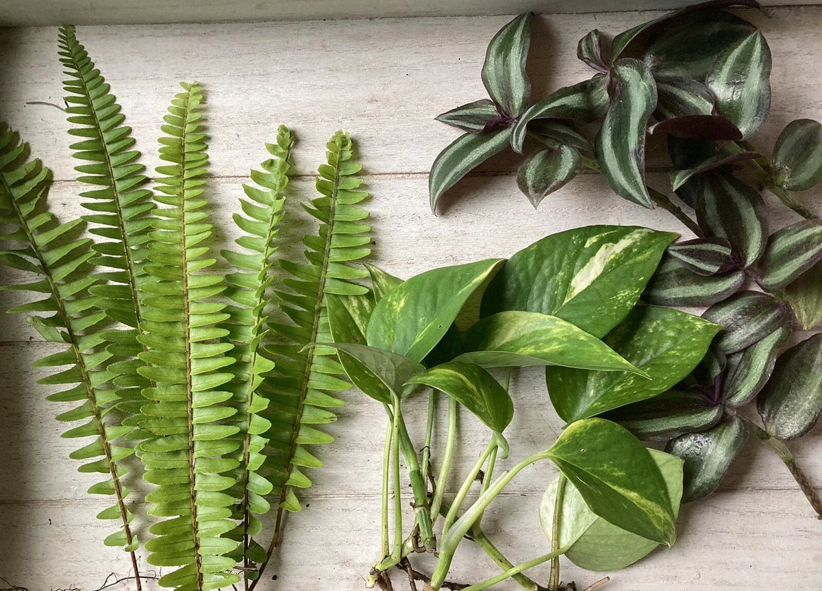 Rooted Plant Cuttings 15 Variety Pack - Pothos, Ferns, Wandering Jew for Indoor and Outdoor Gardening