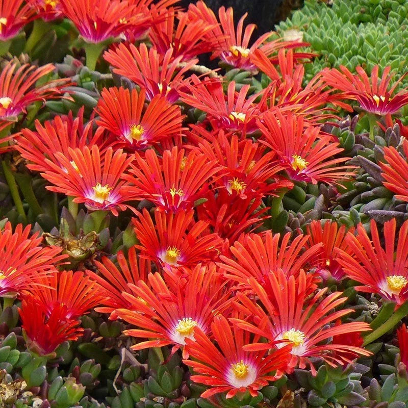 Red Ice Plant Live Succulent Ground Cover – Delosperma cooperi – 1 Pot