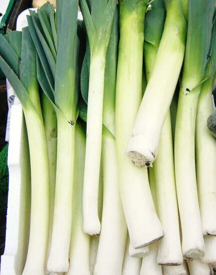Leek Seeds - 200+ American Flag Variety (Allium porrum) - Heirloom Vegetable Seeds for USA Gardens
