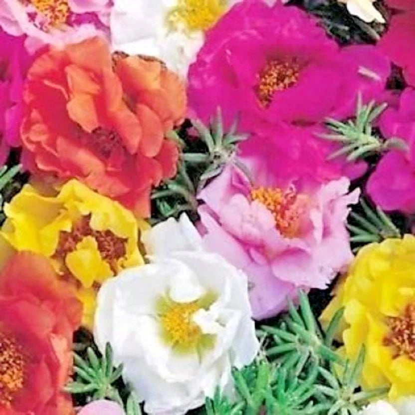 Portulaca Grandiflora Seeds - 500+ Flower Seeds for Garden, Container, Basket, Window Box, Vibrant Mix