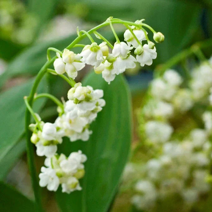 Lily of the Valley Bare-root Plant - Fragrant White Flowers, Ground Cover for Shade