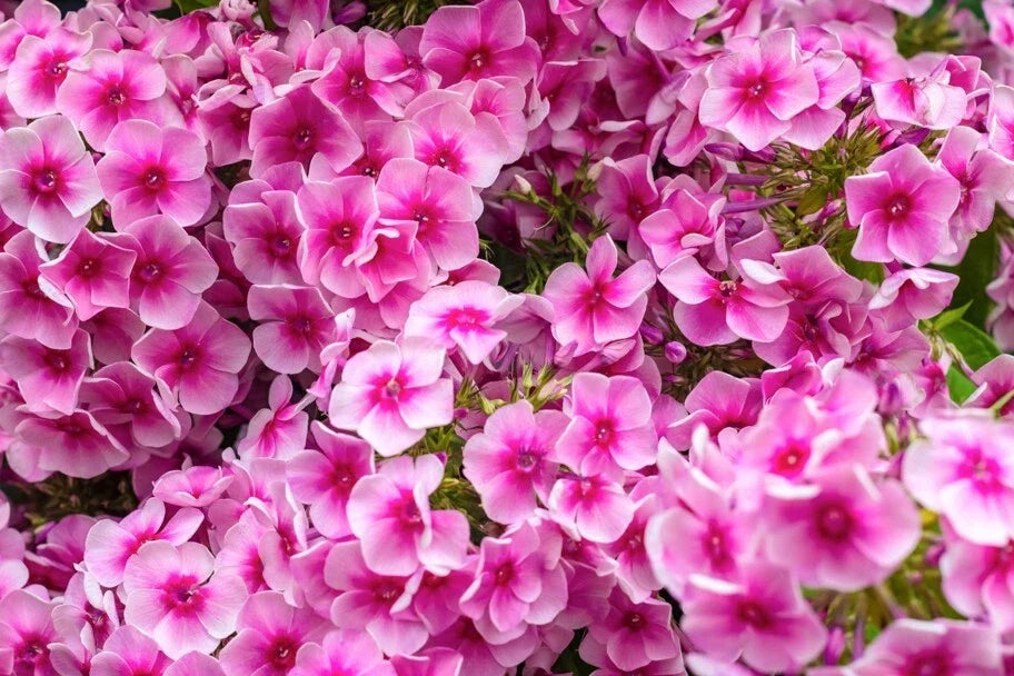Phlox Seeds 100+ Count Monica Lynden-Bell Variety Garden Planting, Phlox paniculata, Vibrant Blooms