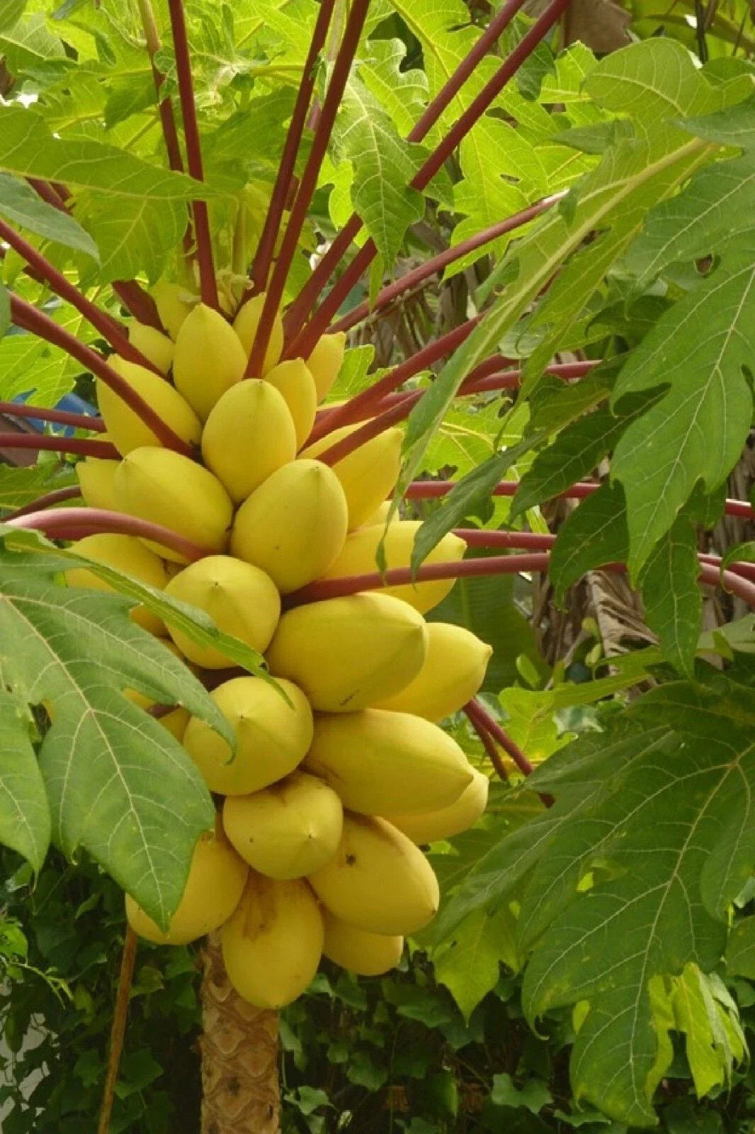 Hortus Gold Papaya Seeds – Carica papaya Tropical Fruit Tree for Garden Planting, Non-GMO, USA Grown, 25+ Seeds