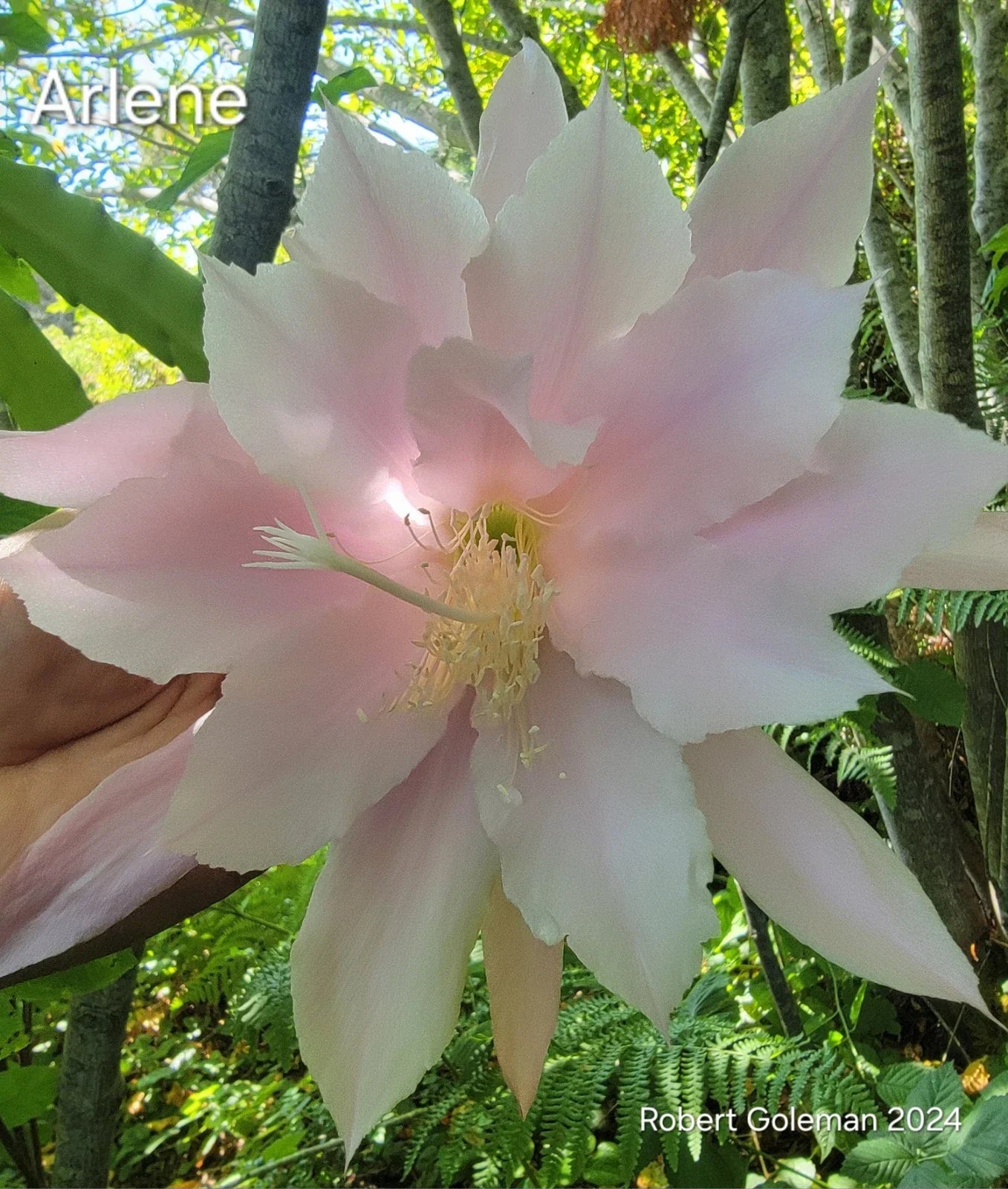 Epiphyllum 'Arlene' Unrooted Cutting - Rare Orchid Cactus - Colorful Succulent Plant Propagation Material